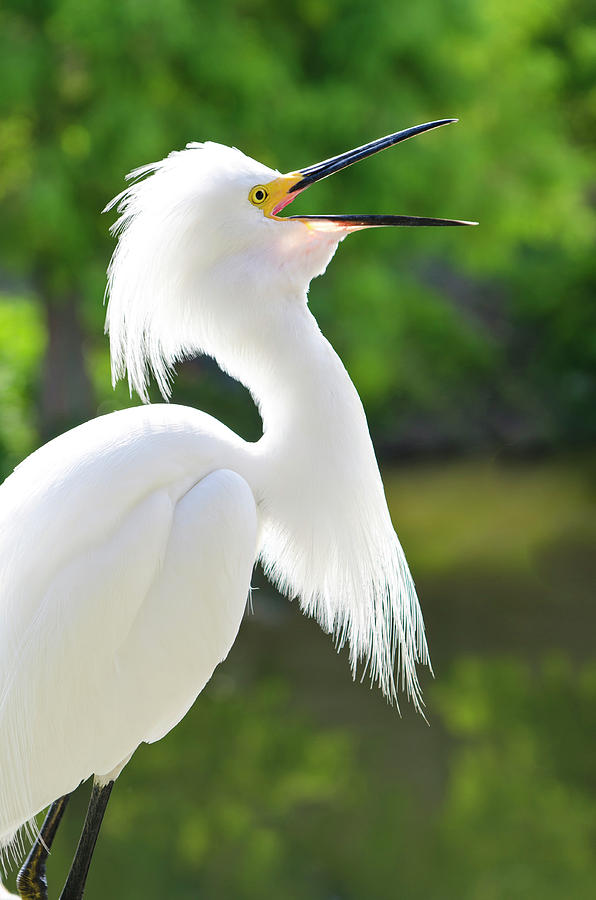 Egret Photograph - USA, Florida Snowy Egret (egretta Thula by Michael Defreitas