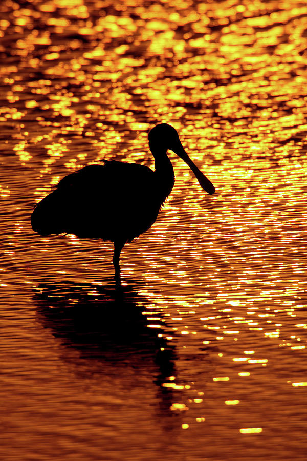Sunset Photograph - USA, Florida, Vierra Wetlands by Jaynes Gallery