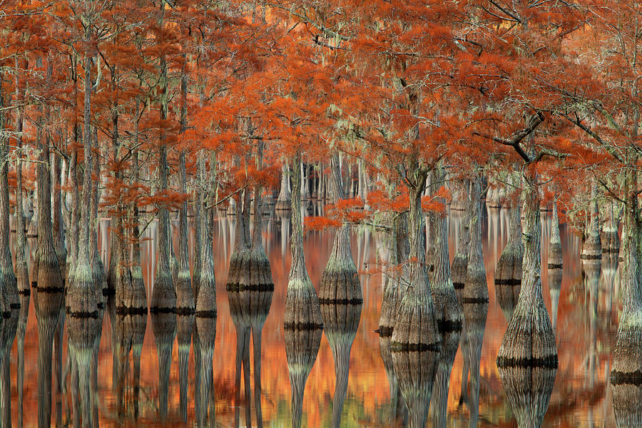 USA, Georgia, Autumn, Cypress Trees Photograph by Joanne Wells - Fine ...