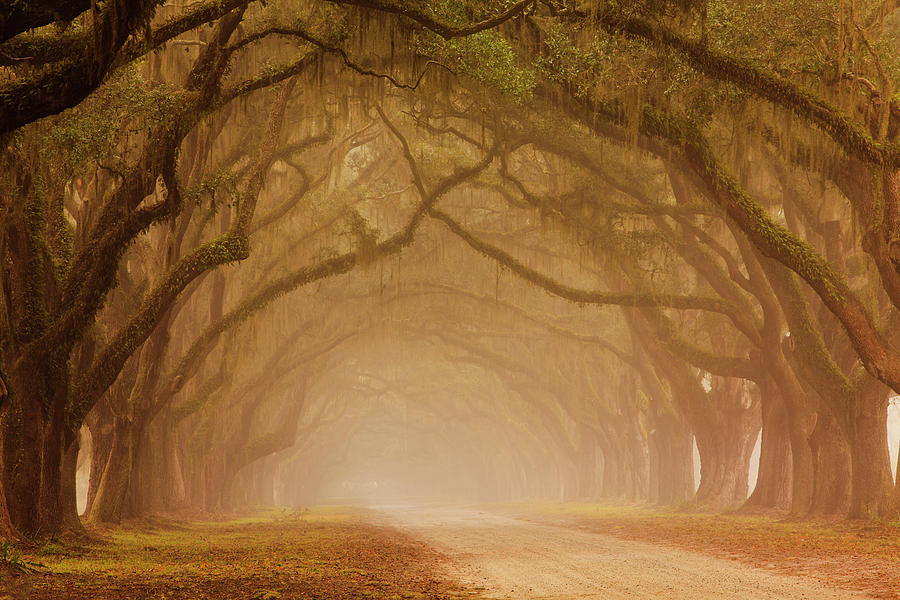 Tree Photograph - USA, Georgia, Savannah, Fog And Oak by Joanne Wells