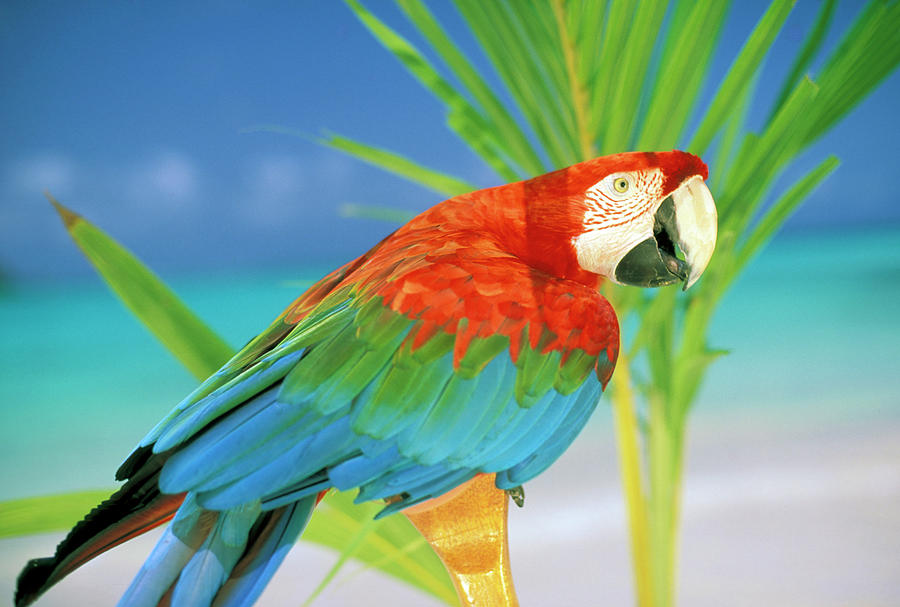 USA, Hawaii Parrot Photograph by Sunstar - Pixels