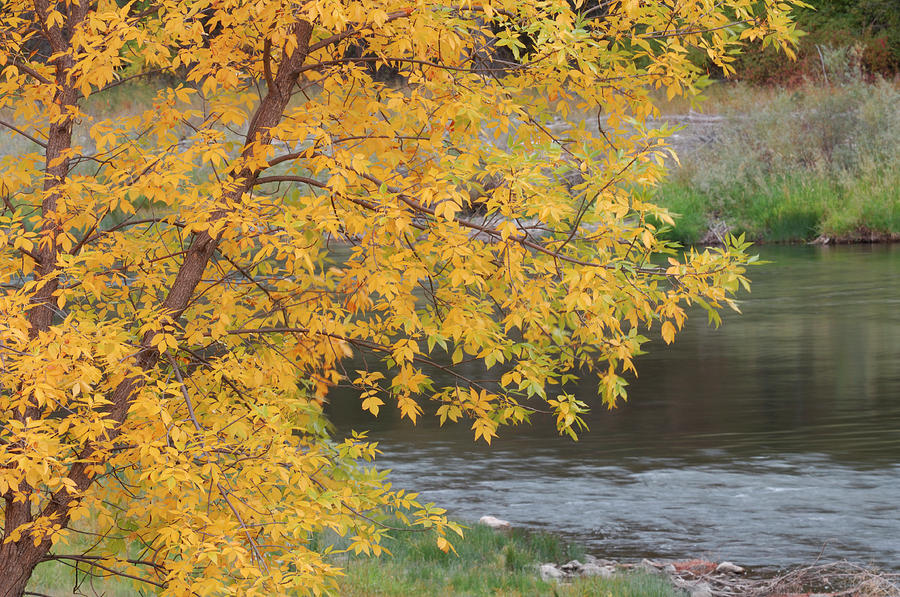 USA, Idaho, Salmon River, Fall Photograph by Gerry Reynolds - Fine Art ...