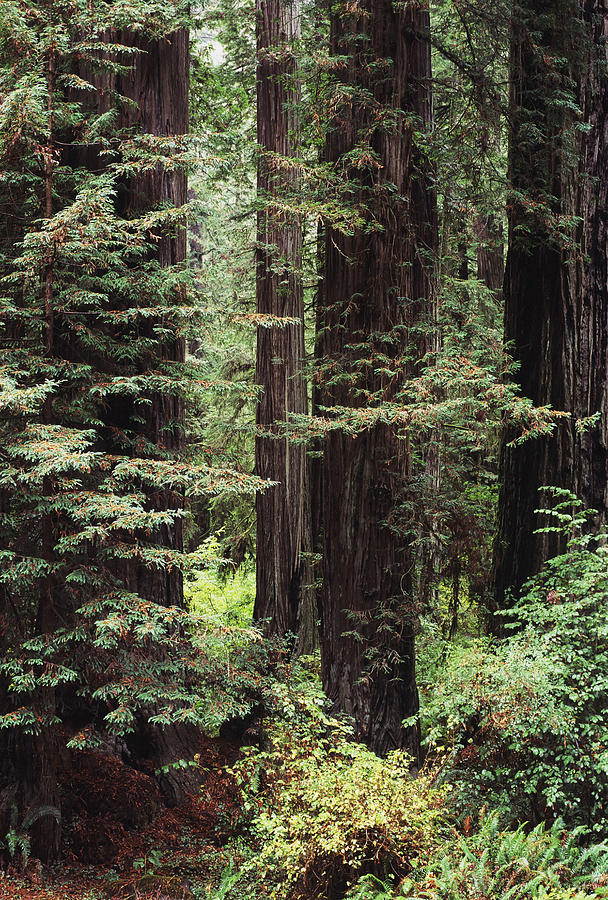 Usa, Jedediah Smith Redwoods State Park Photograph by Greg Vaughn