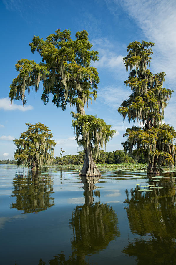 Landscape Photograph - Usa, Louisiana, Swamp Landscape Breaux by Dosfotos