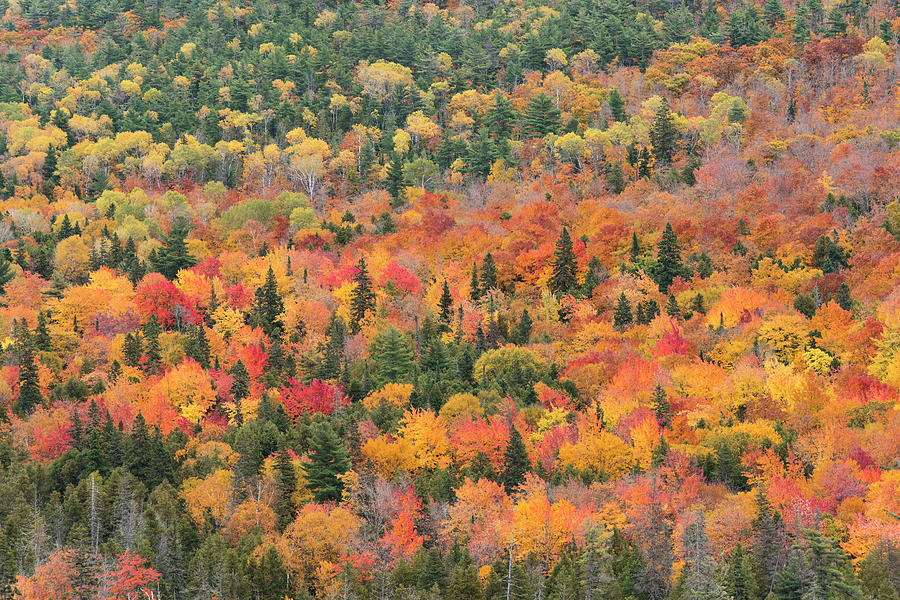 USA, Michigan Autumn Foliage Photograph by Brenda Tharp - Fine Art America