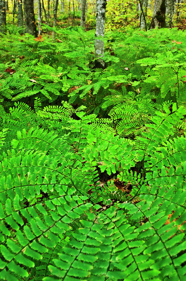 USA, Michigan Maiden Hair Fern Photograph by Jaynes Gallery USA, Michigan Maiden Hair Fern Photograph by Jaynes Gallery