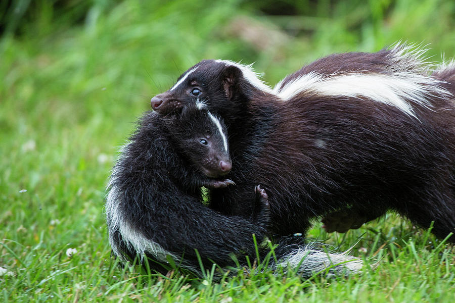 Parenthood Movie Photograph - USA, Minnesota, Sandstone, Mother Skunk by Hollice Looney