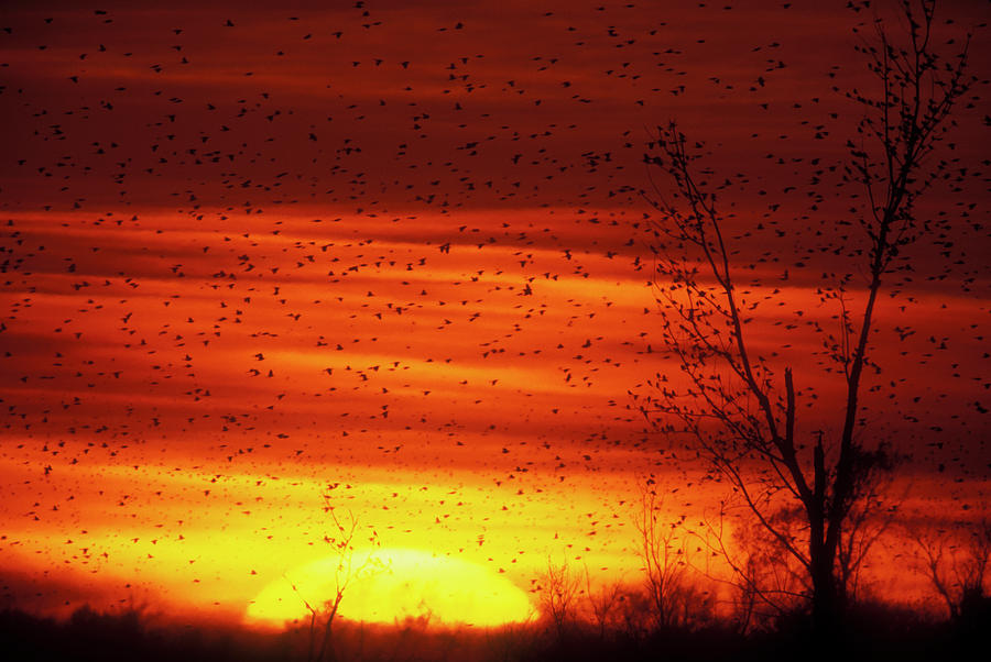 Animal Photograph - Usa, Missouri Large Flock Of Blackbirds by Jaynes Gallery Animal Photograph - Usa, Missouri Large Flock Of Blackbirds by Jaynes Gallery