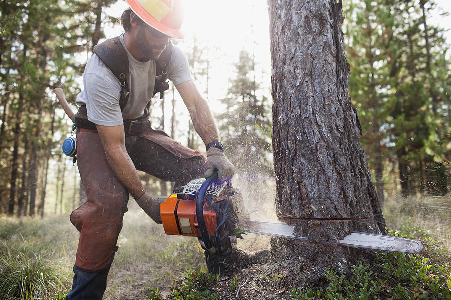 USA, Montana, Lakeside, lumberjack felling tree Photograph by Tetra Images - Noah Clayton