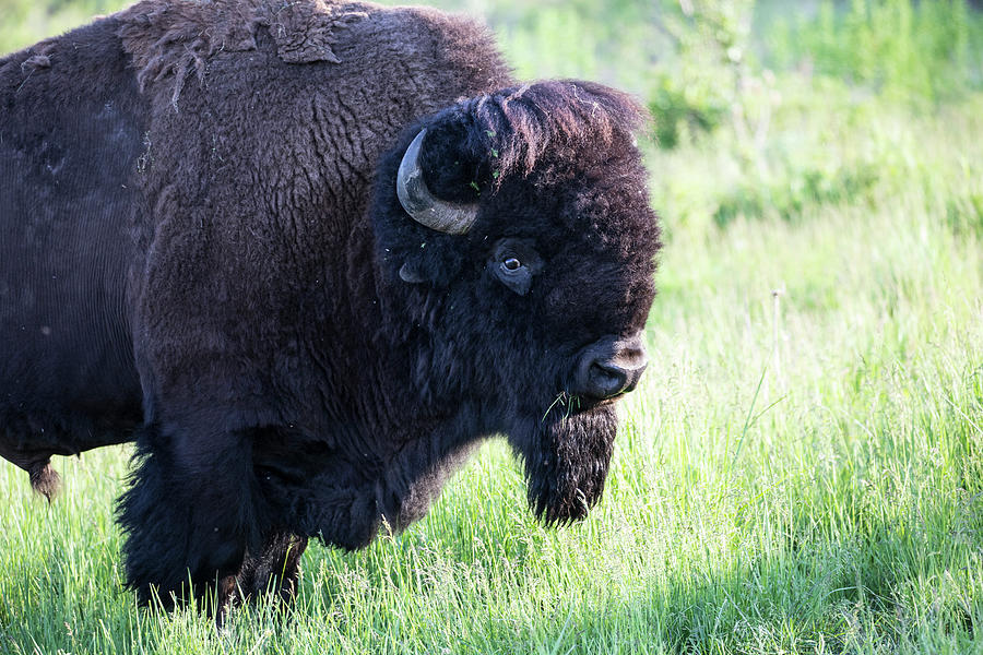 Bison Photograph - USA, Montana National Bison Range, Bison by Hollice Looney