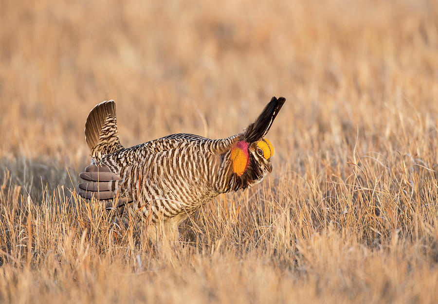 USA, Nebraska, Burwell, Sandhills Photograph by Elizabeth Boehm - Fine ...