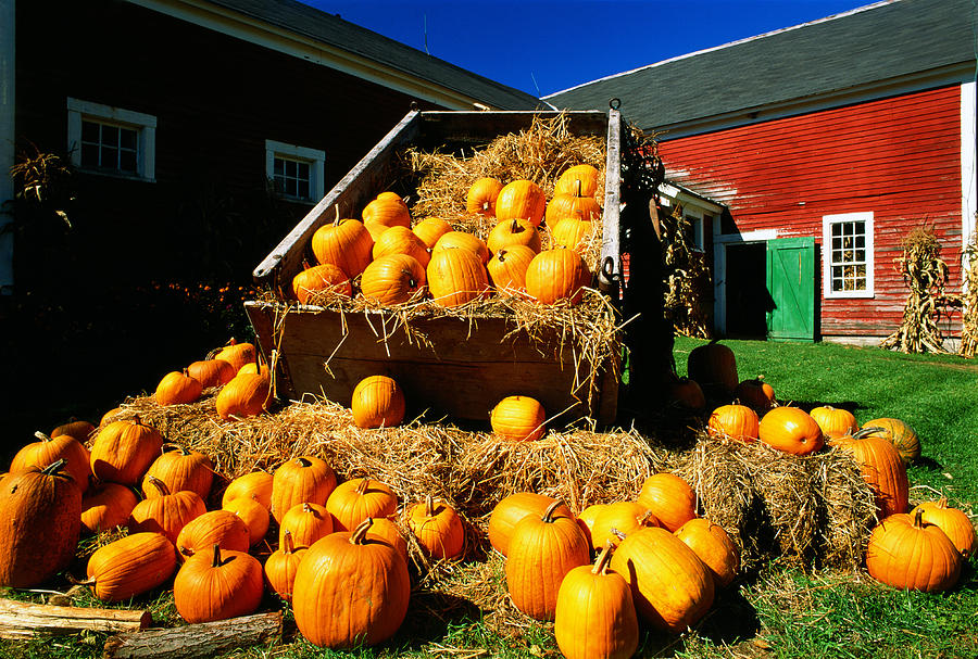 USA, New Hampshire, pumpkin harvest outside farm Photograph by Siegfried Layda