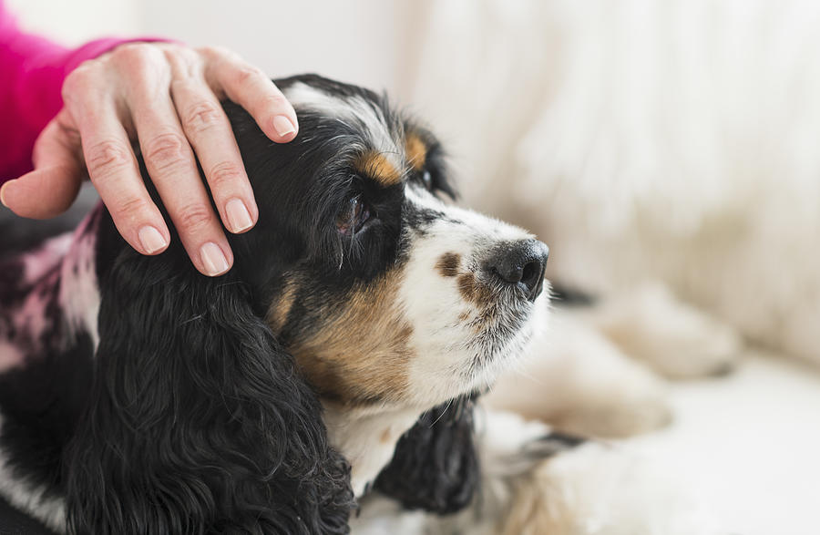 USA, New Jersey, Jersey City, Senior woman stroking her dog Photograph by Tetra Images