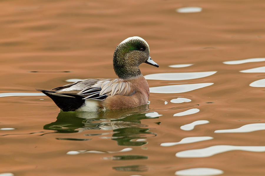 USA, New Mexico American Widgeon Duck Photograph by Jaynes Gallery ...