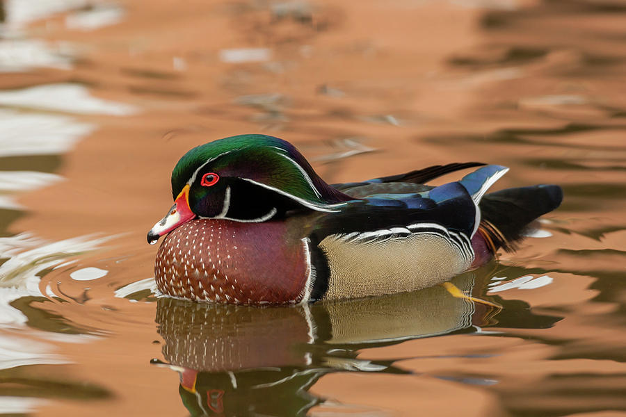 USA, New Mexico Wood Duck Swimming Photograph by Jaynes Gallery Fine