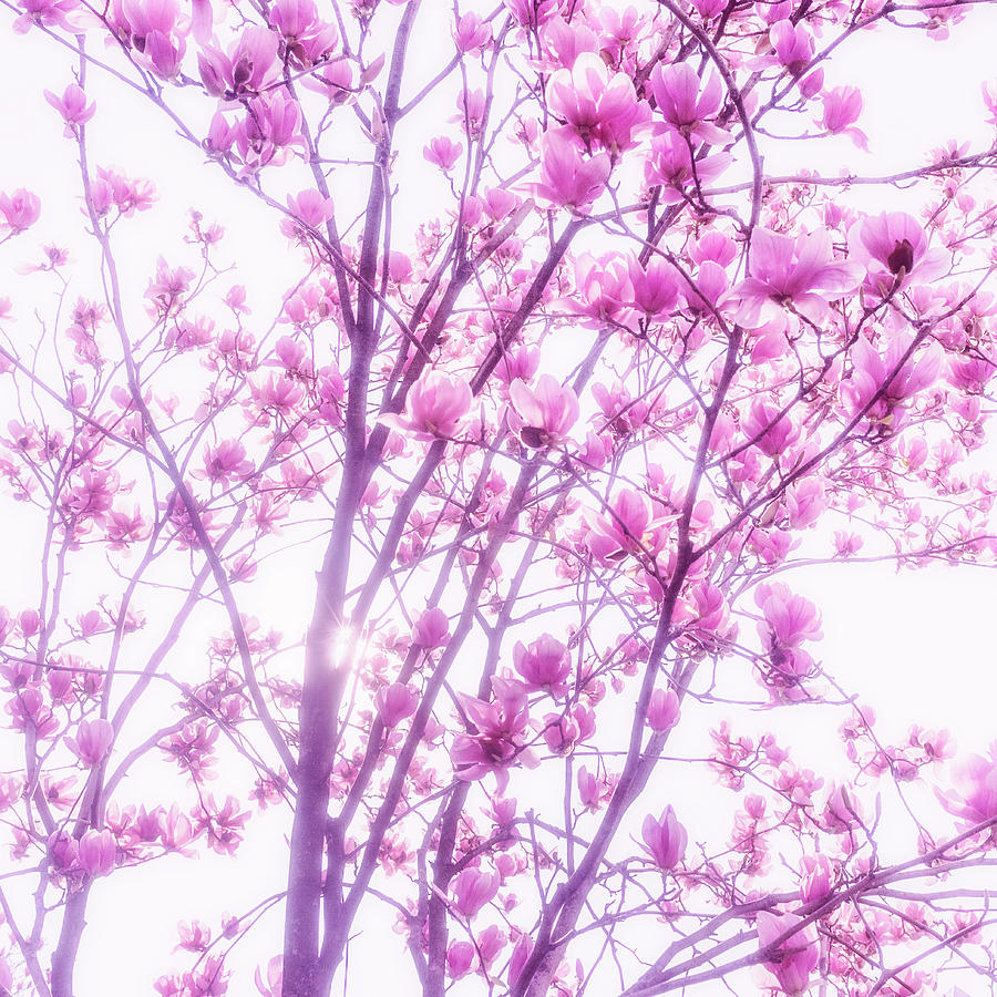 Usa, New York City, Magnolia Blossoms Photograph by Tetra Images