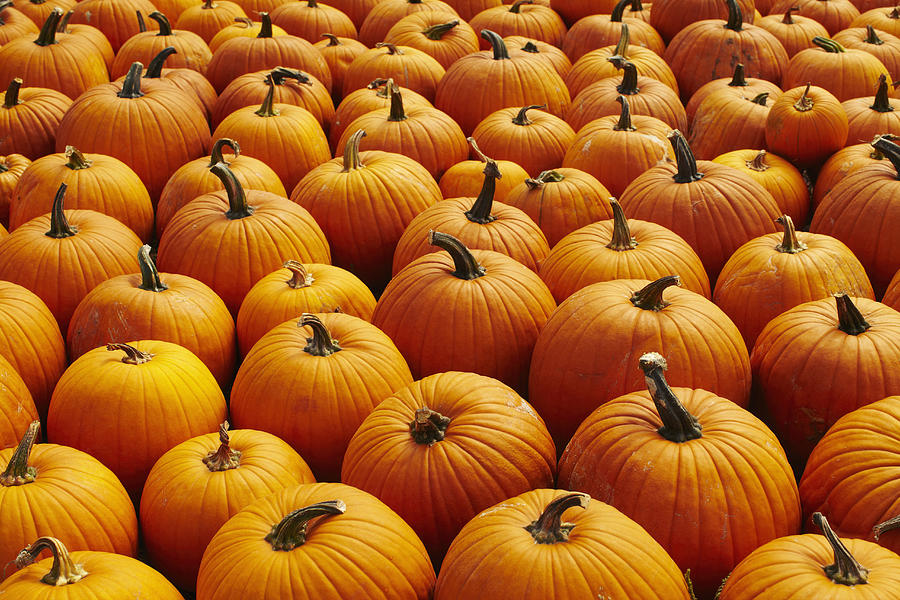 USA, New York, Pumpkins, full frame Photograph by Kelly