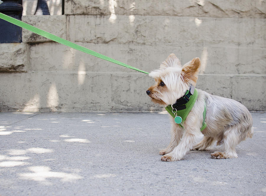 USA, New York State, New York City, Brooklyn, Yorkshire terrier pulling its leash Photograph by Tetra Images - Jamie Grill