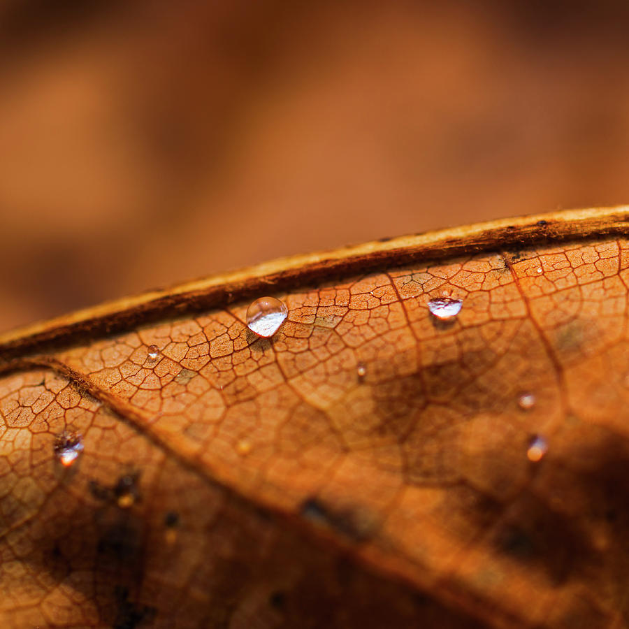Usa, North Carolina, Detail Of Autumn Photograph by Tetra Images