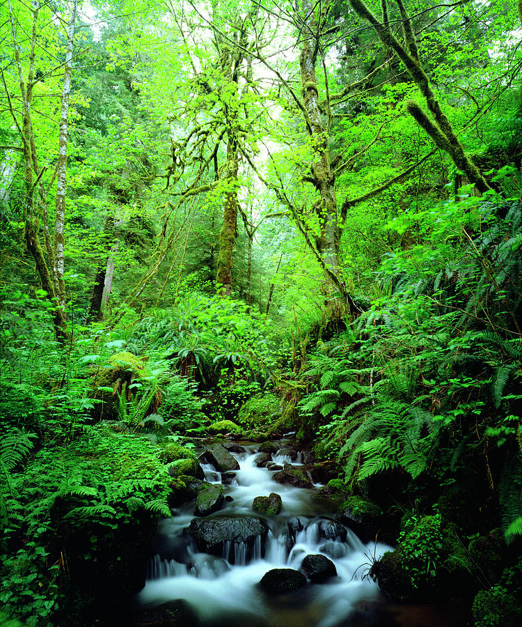 Nature Photograph - USA, Oregon, A Stream In An Old-growth by Jaynes Gallery