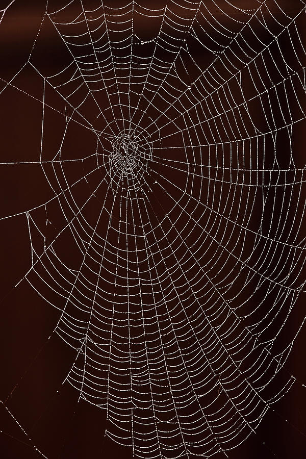 Arachnid Photograph - USA, Oregon, Keizer, Orb Web With Dew by Rick A Brown