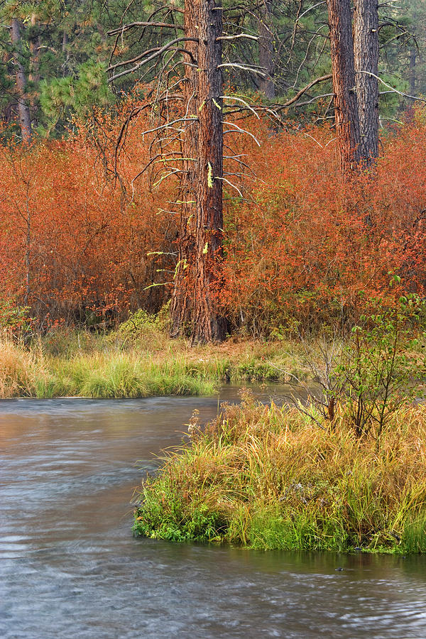 Fall Photograph - USA, Oregon, Metolius River by Jaynes Gallery