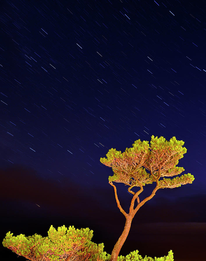 Tree Photograph - USA, Oregon, Oceanside by Jaynes Gallery