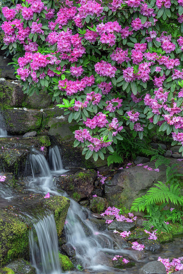 USA, Oregon, Portland, Rhododendron Photograph by John Barger - Fine ...