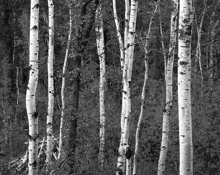 Black And White Photograph - USA, South Dakota, Black Hill Area by Walter Bibikow