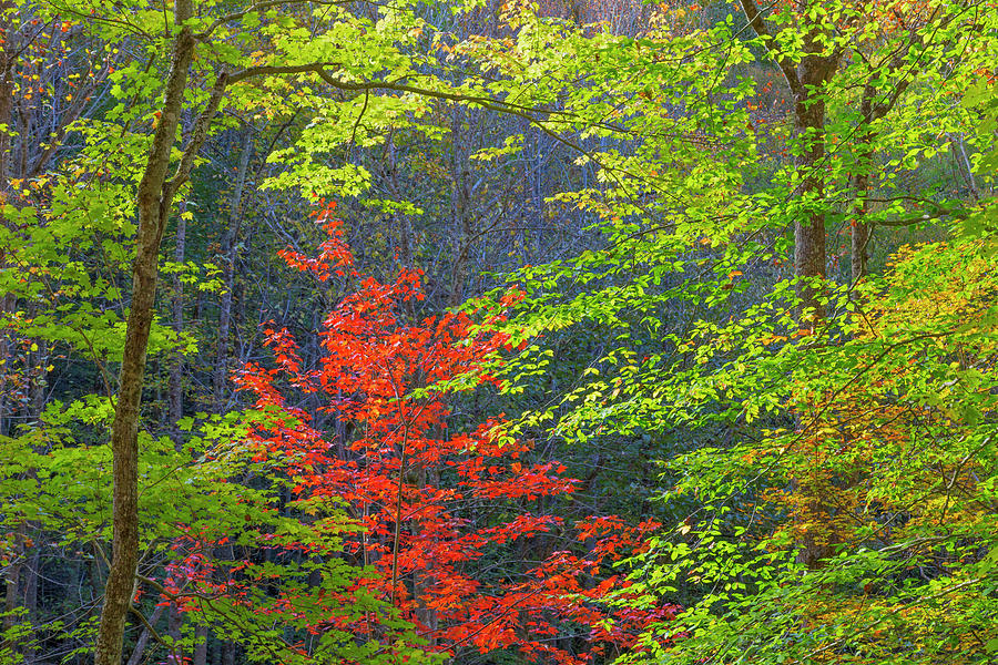 Usa Tennessee Autumn Foliage Photograph By Jaynes Gallery Fine Art