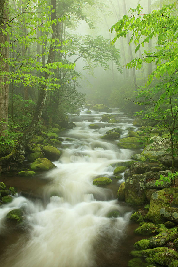 Spring Photograph - USA, Tennessee, Stream In The Fog by Joanne Wells