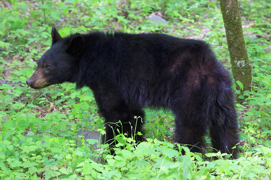 USA, Tennessee, Young Black Bear Photograph by Joanne Wells | Fine Art ...