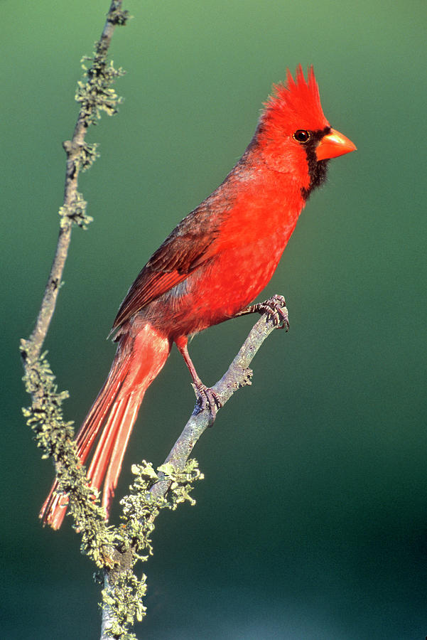 Cardinal Photograph - USA, Texas , Rio Grande Valley, Mcallen by Jaynes Gallery