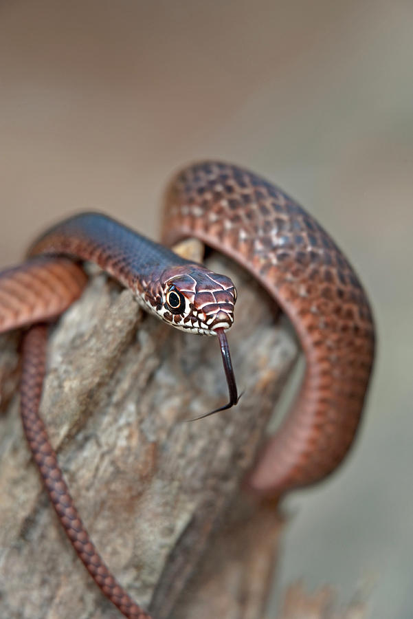 Snake Photograph - USA, Texas, Boykin Springs by Jaynes Gallery