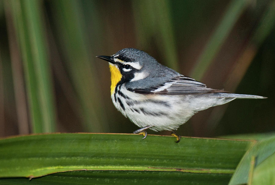 Animal Photograph - Usa, Texas, South Padre Island by Jaynes Gallery Animal Photograph - Usa, Texas, South Padre Island by Jaynes Gallery