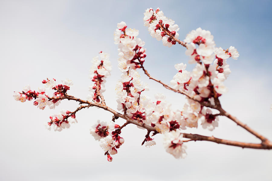 Usa, Utah, Lehi, Cherry Blossom Branch Photograph by Mike Kemp
