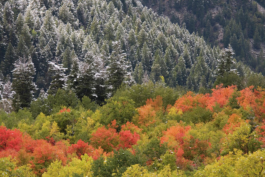 USA, Utah, Little Cottonwood Canyon Photograph by Jaynes Gallery | Fine