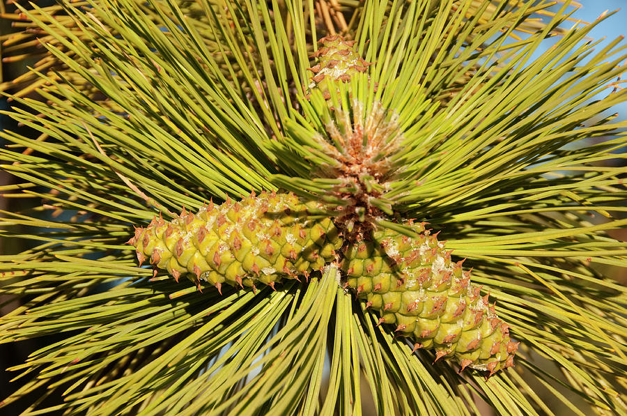 USA, Utah, Ponderosa Pine Tree At Bryce Photograph by Lee Foster