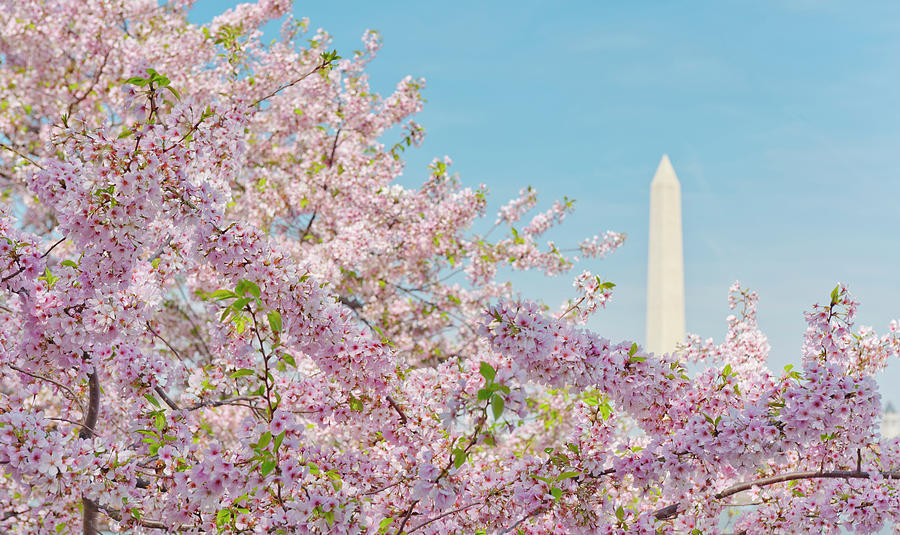 Usa, Washington Dc, Cherry Blossom With Photograph by Tetra Images