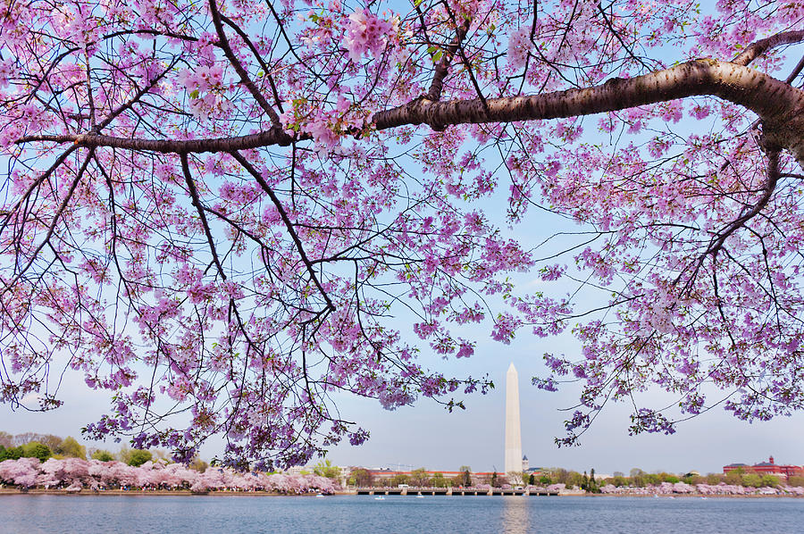 Usa, Washington Dc, Cherry Tree In Photograph by Tetra Images