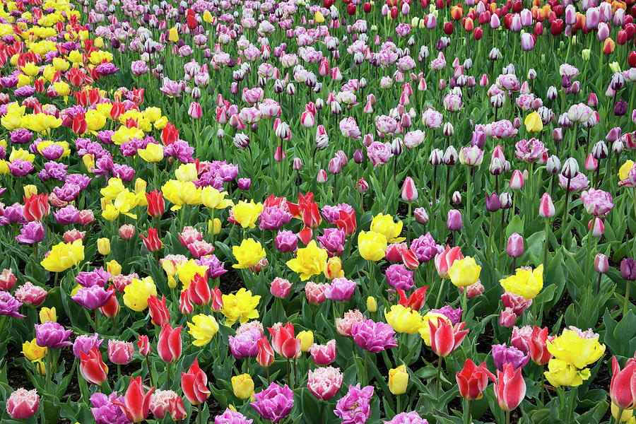 USA, Washington Field Of Blooming Photograph by Jaynes Gallery - Fine ...