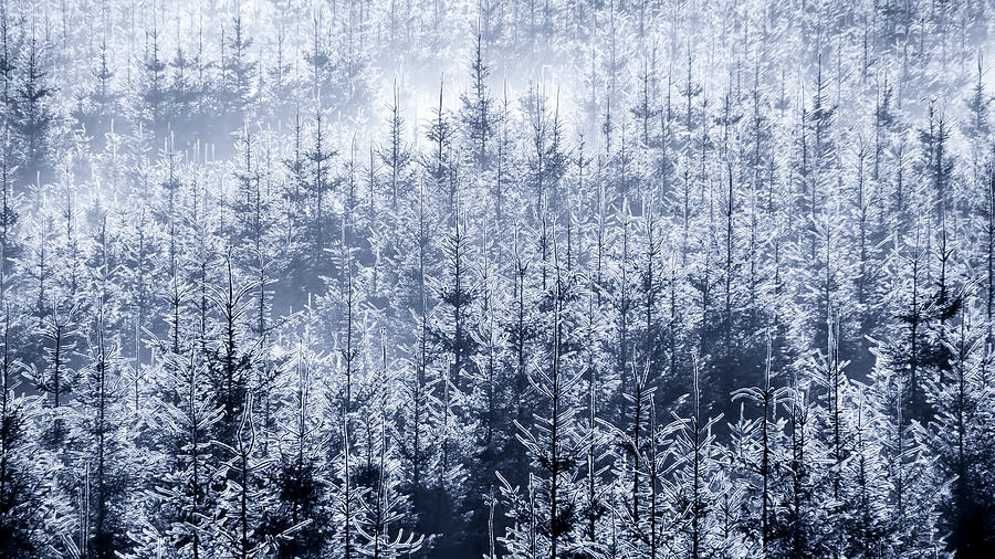 Usa, Washington, Fog Trees In Forest Photograph by Westend61 - Fine Art ...