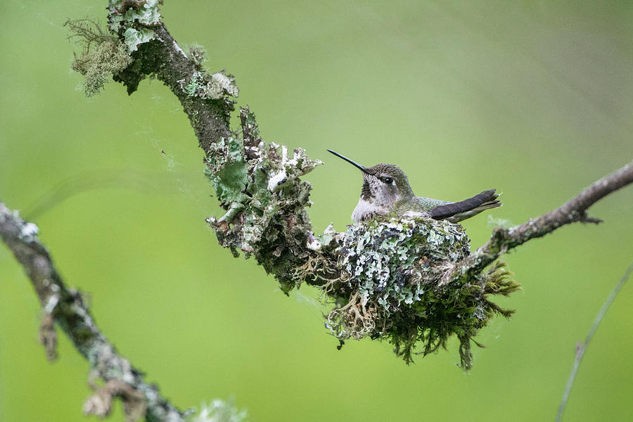 Hummingbird Photograph - USA Washington State Annas Hummingbird by Gary Luhm