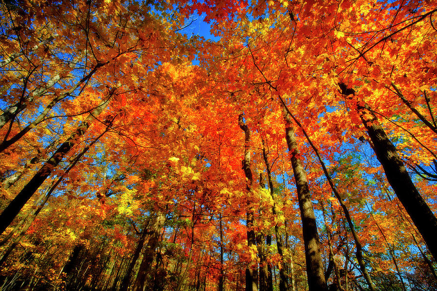 USA, West Lafayette, Indiana, Trees Photograph by Rona Schwarz Fine