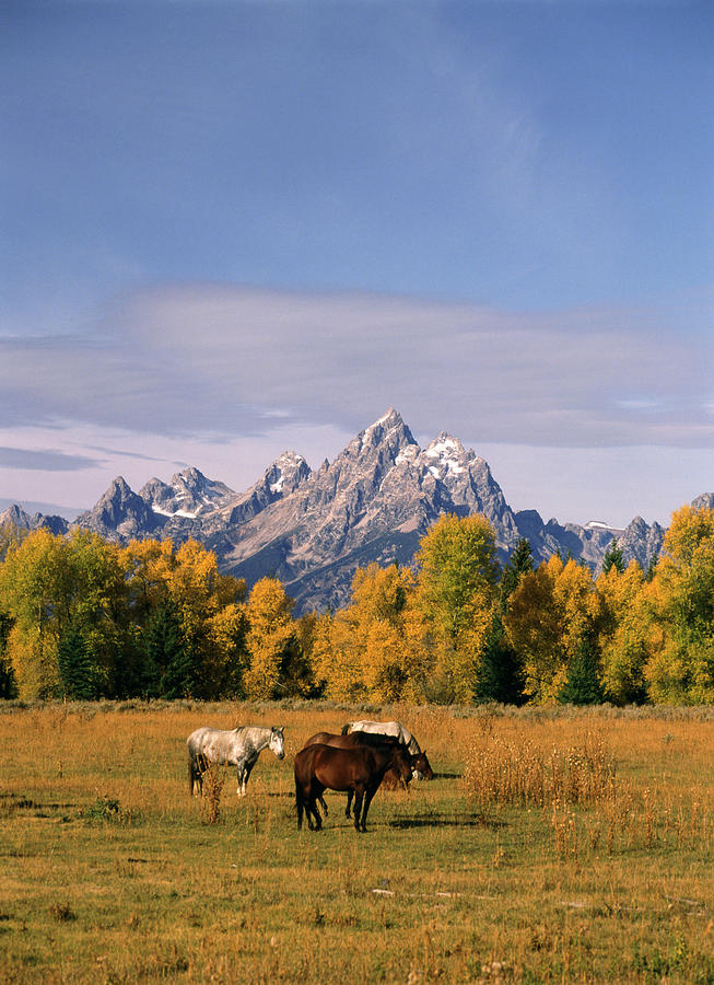 USA, Wyoming, Horses In Grand Teton Photograph by Stuart Westmorland ...