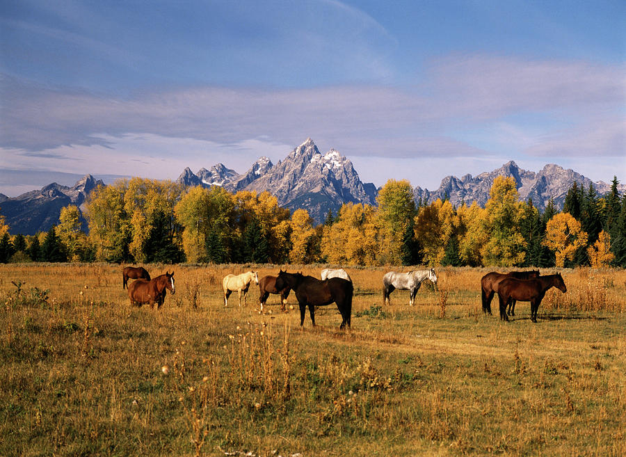 USA, Wyoming, Horses On Moran Junction Photograph by Stuart Westmorland ...