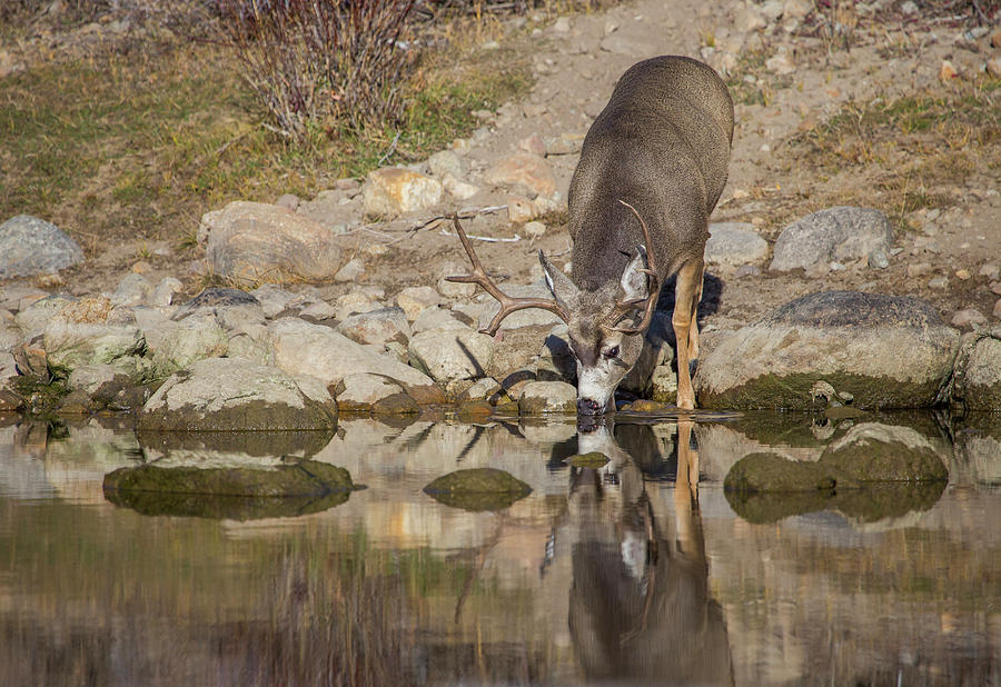 Deer Photograph - USA, Wyoming, Sublette County, Boulder by Elizabeth Boehm
