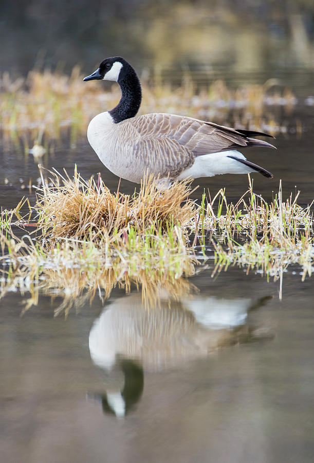 Goose Photograph - USA, Wyoming, Sublette County, Canada by Elizabeth Boehm