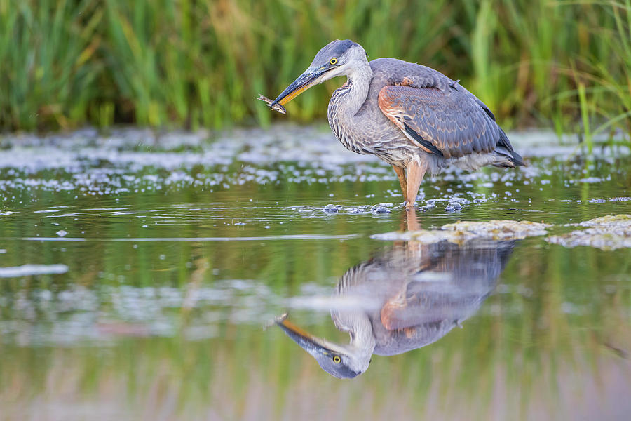 Fish Photograph - USA, Wyoming, Young Great Blue Heron by Elizabeth Boehm