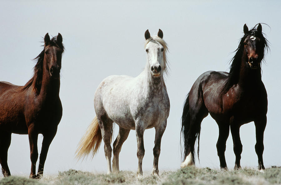 Nature Photograph - USA, Wyoming, Young Wild Stallions by Scott T. Smith